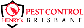 Silverfish Control Brisbane