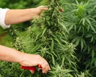 CBD HEMP VAULT