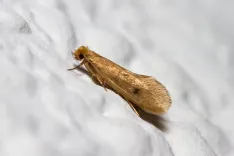 Moth Control Perth