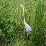 Bluegrass State Wildlife Control Experts