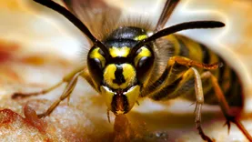 Wasp Removal Perth