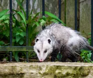 Frogtown Wildlife Control Experts