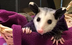 Preventive Possum Removal Brisbane