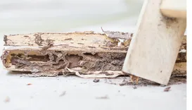Gold Termite Removal Experts
