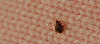 Preventive Bed Bug Control Brisbane