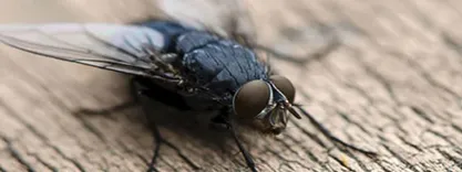 Preventive Flies Control Brisbane