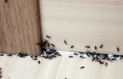 Culbertson Park Pest Control