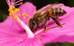 Bee Wasp Removal Perth