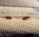Bed Bugs Control Adelaide