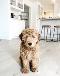 AKA's Doodles & Poodles, LLC