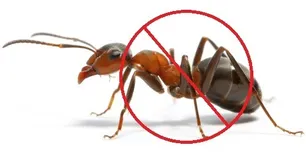 Ant Exterminator Sydney