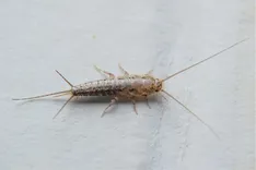 Silverfish Control Sydney