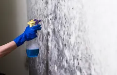 City Beautiful Mold Inspections