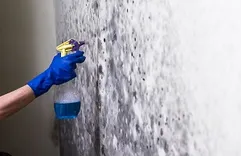Free State Mold Specialist