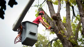 Lake Conroe Tree Service