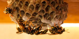 Frontline Wasp Removal Melbourne