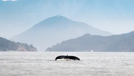 Saltair Ocean Adventures