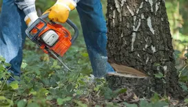 Rotherham Tree Removal