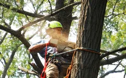 ArboristsToowoomba.com.au