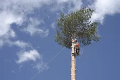 ArboristsCanberra.com.au