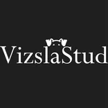 Vizsla Stud Dog