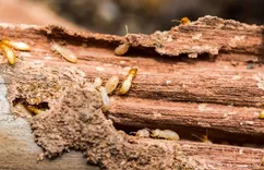 Heart Of Dixie Termite Experts