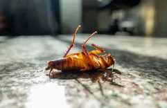 Sparkling Termite Removers