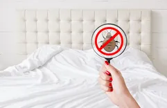 Lou Termite Experts