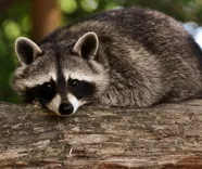 Star City Wildlife Experts