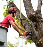 The Great Neighbors Tree Service