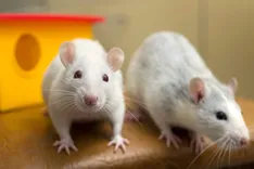 Frontline Rodent Control Sydney