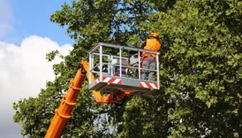 Galloping Gertie Tree Service