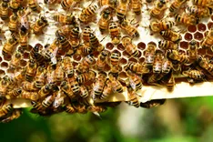 Morris Bee Removal Adelaide 