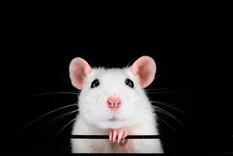 Morris Rodent Control Perth