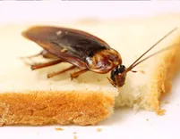 Morris Cockroach Control Melbourne
