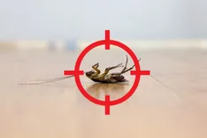 Lemon Capital Termite Experts