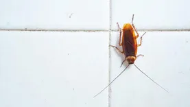 Frontline Cockroach Control Adelaide