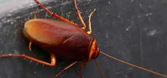 Frontline Cockroach Control Canberra