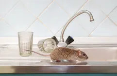Shoshone Pest Control