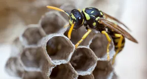 Bee Wasp Removal Brisbane