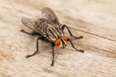 Mick's Flies Control Brisbane