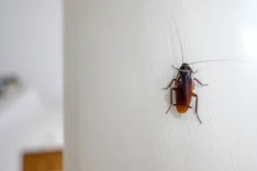 711 Cockroach Control Adelaide