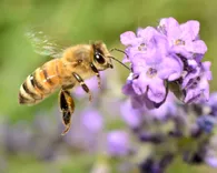 711 Bee Removal Adelaide