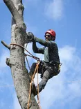 Jeff Tree Removal Service