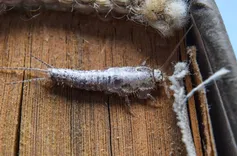 711 Silverfish Control Adelaide