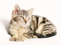 Pawfect Cut Grooming & Spa