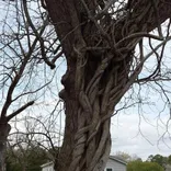 Scott's Stump Grinding and Tree Service