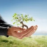Burch Tree Service