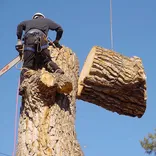 Tree N Stump Service