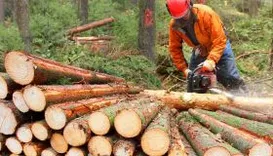 Bergen Trefelling 